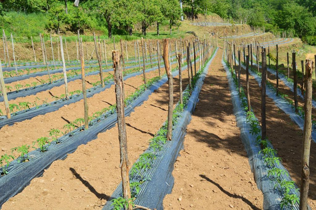 Agriturismo E Turre Serrastretta Eksteriør bilde