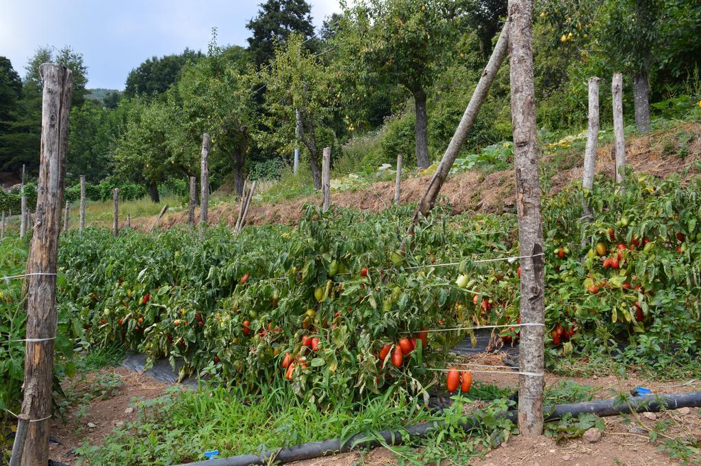 Agriturismo E Turre Serrastretta Eksteriør bilde