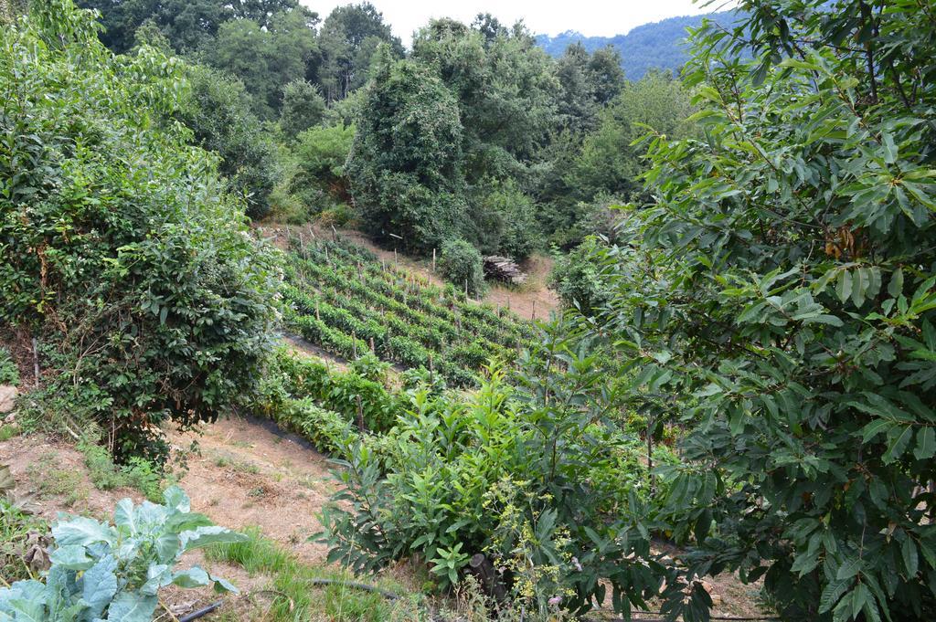 Agriturismo E Turre Serrastretta Eksteriør bilde