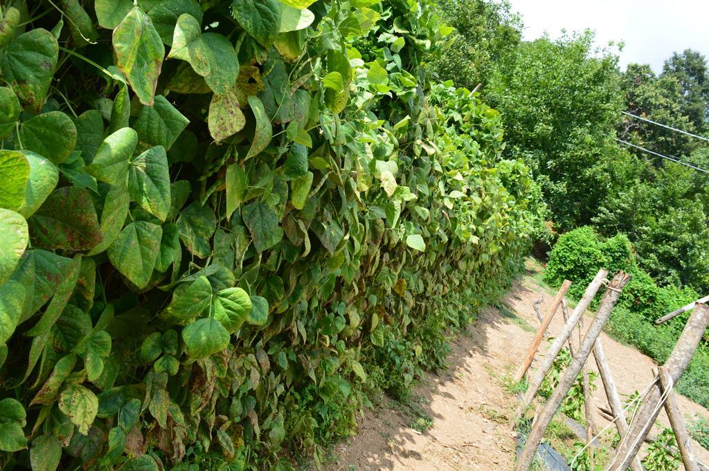 Agriturismo E Turre Serrastretta Eksteriør bilde