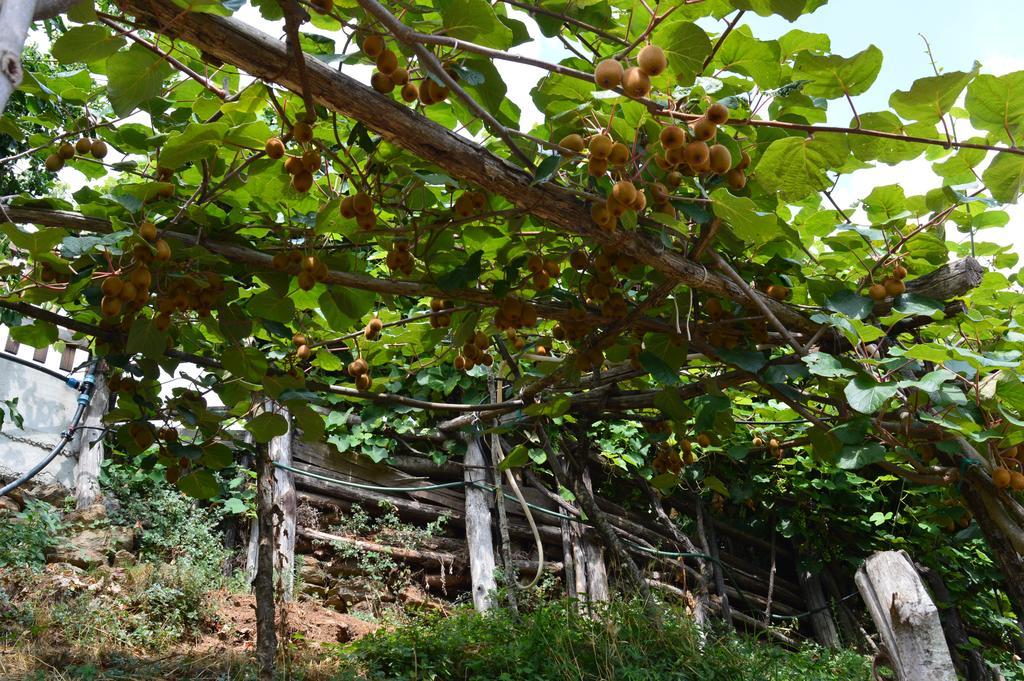 Agriturismo E Turre Serrastretta Eksteriør bilde