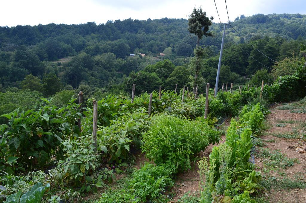 Agriturismo E Turre Serrastretta Eksteriør bilde