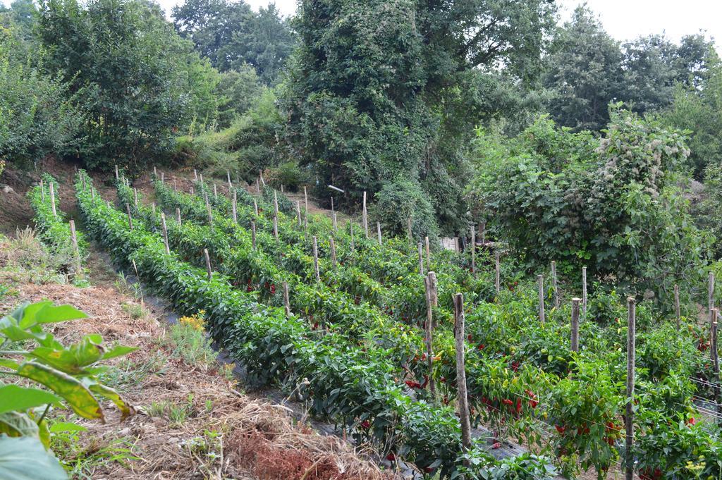Agriturismo E Turre Serrastretta Eksteriør bilde