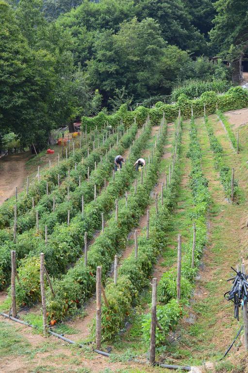 Agriturismo E Turre Serrastretta Eksteriør bilde